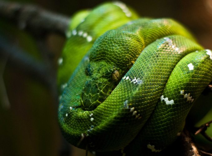 Wallpaper Python, Singapore, zoo, Emerald, Green, snake, eyes, close up, Animals 8522815419